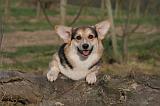 CORGI PEMBROKE 1400